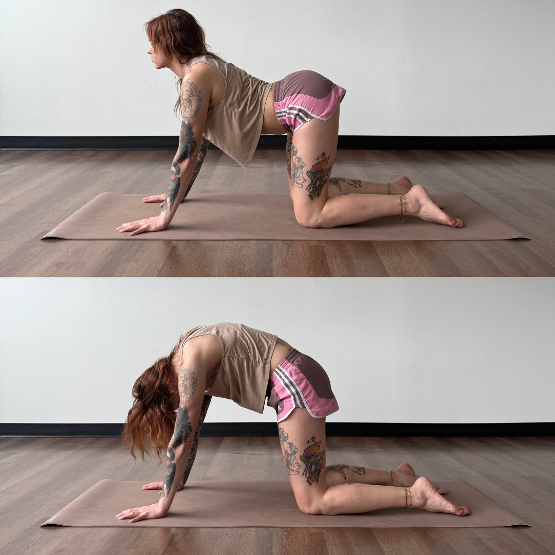 Cat-cow Marta Gruber practices cat cow poses